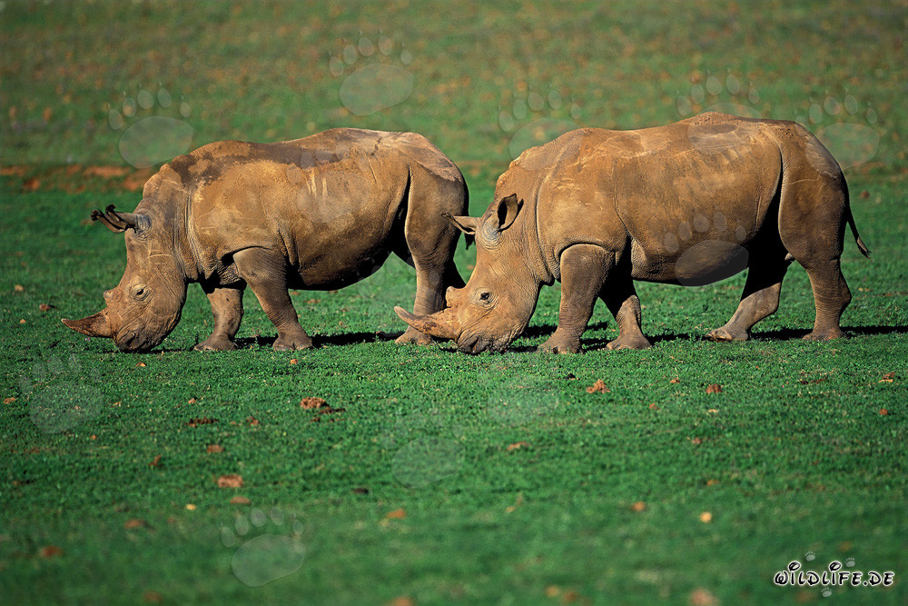 Two majestic white rhinos grazing