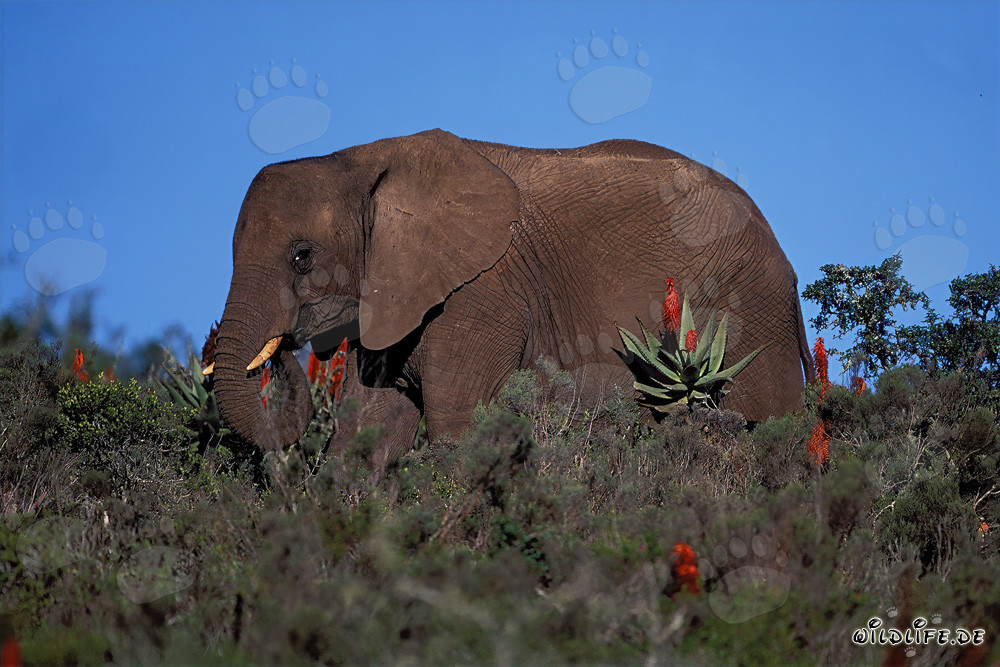 Majestic African Elephant and flowering Aloe Ferox