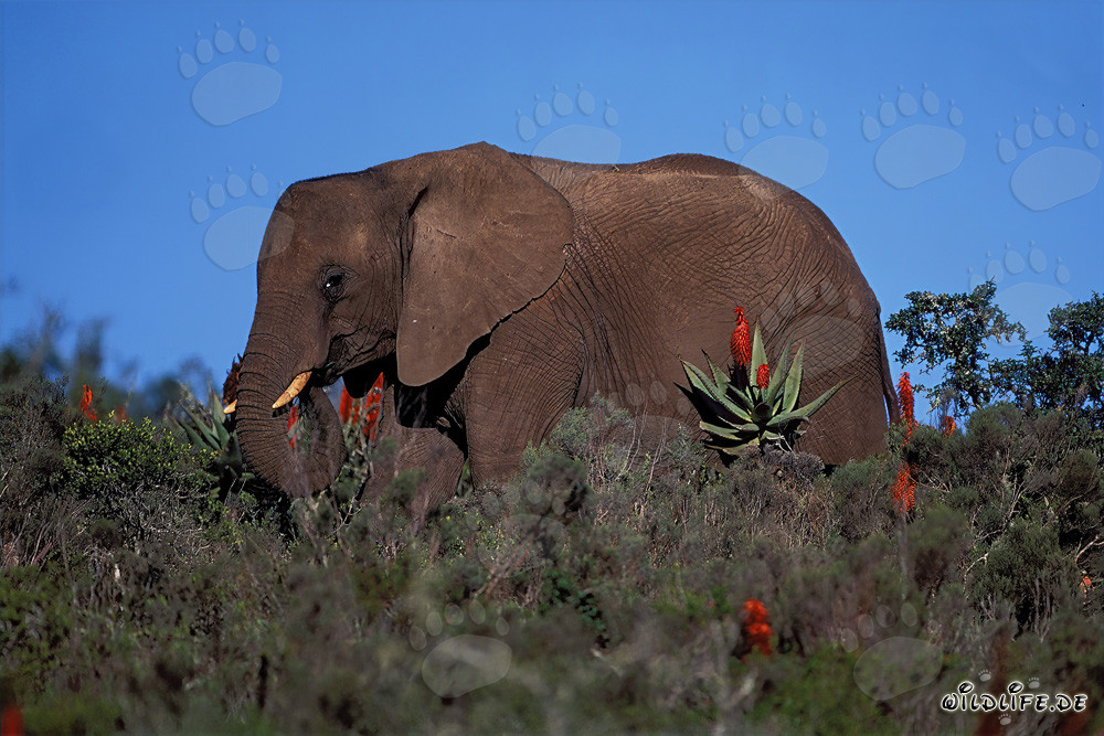 Majestätischer Afrikanischer Elefant und blühende Aloe Ferox