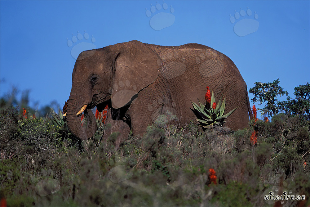 Maestoso elefante africano e Aloë Ferox in fiore