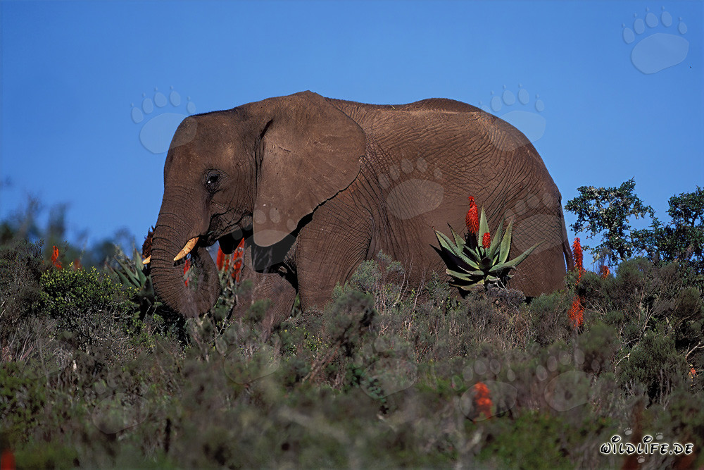 Elefante africano majestuoso y Aloe Ferox floreciente