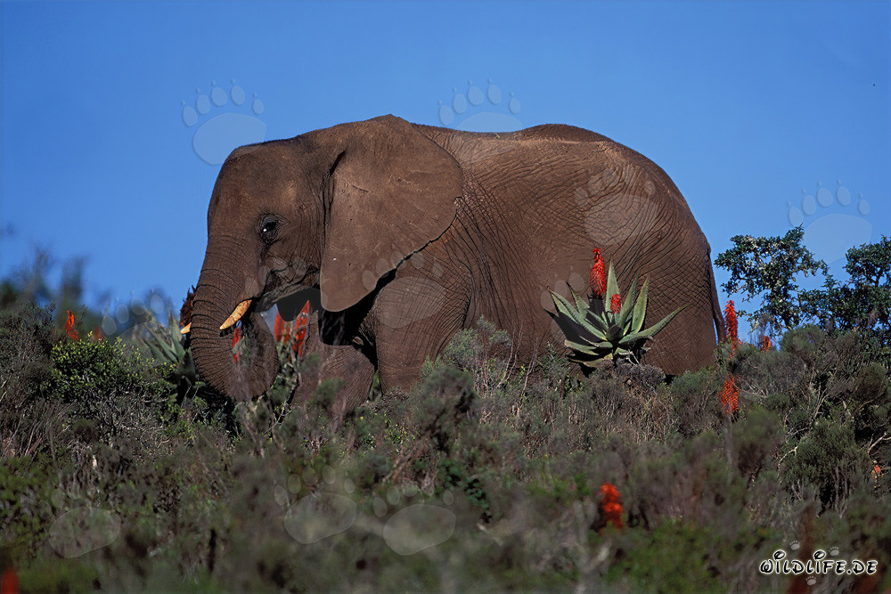 Éléphant africain majestueux et aloès Ferox en fleurs