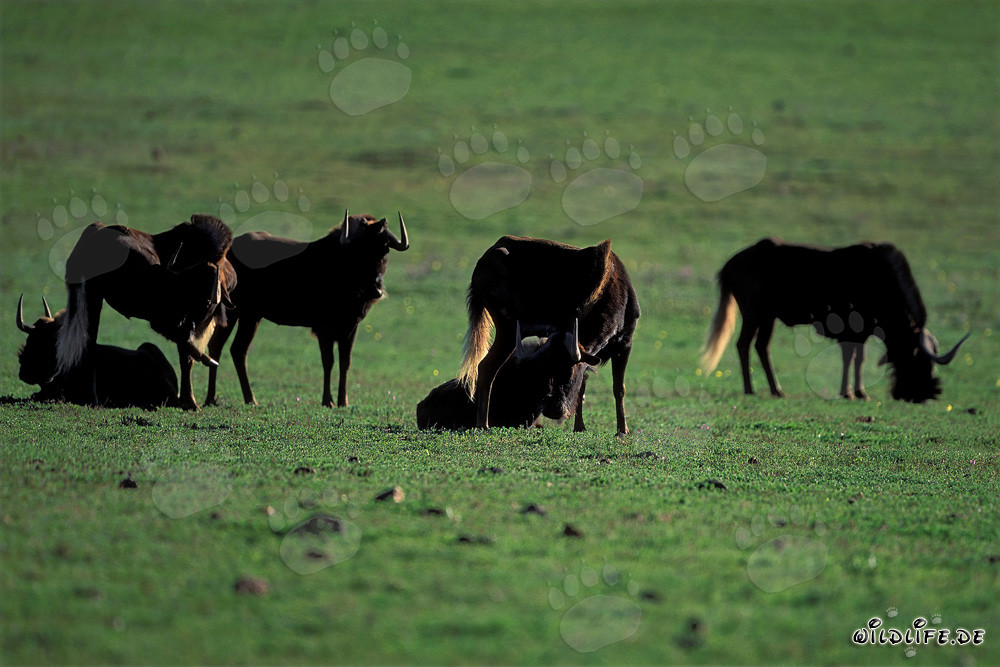 Scène idyllique : Gnous broutant (Connochaetes taurinus)