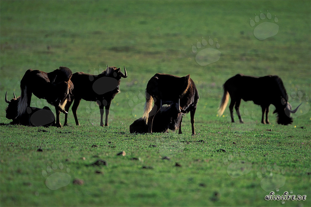 Scena idilliaca: Gnu al pascolo (Connochaetes taurinus)