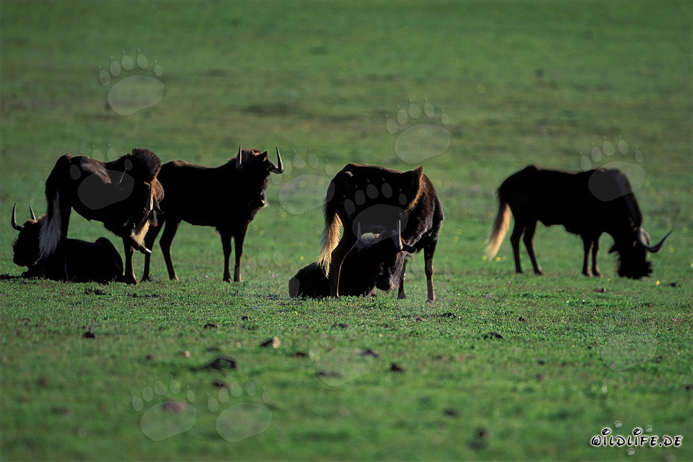 Idyllic Scene: Grazing Wildebeest (Connochaetes taurinus)