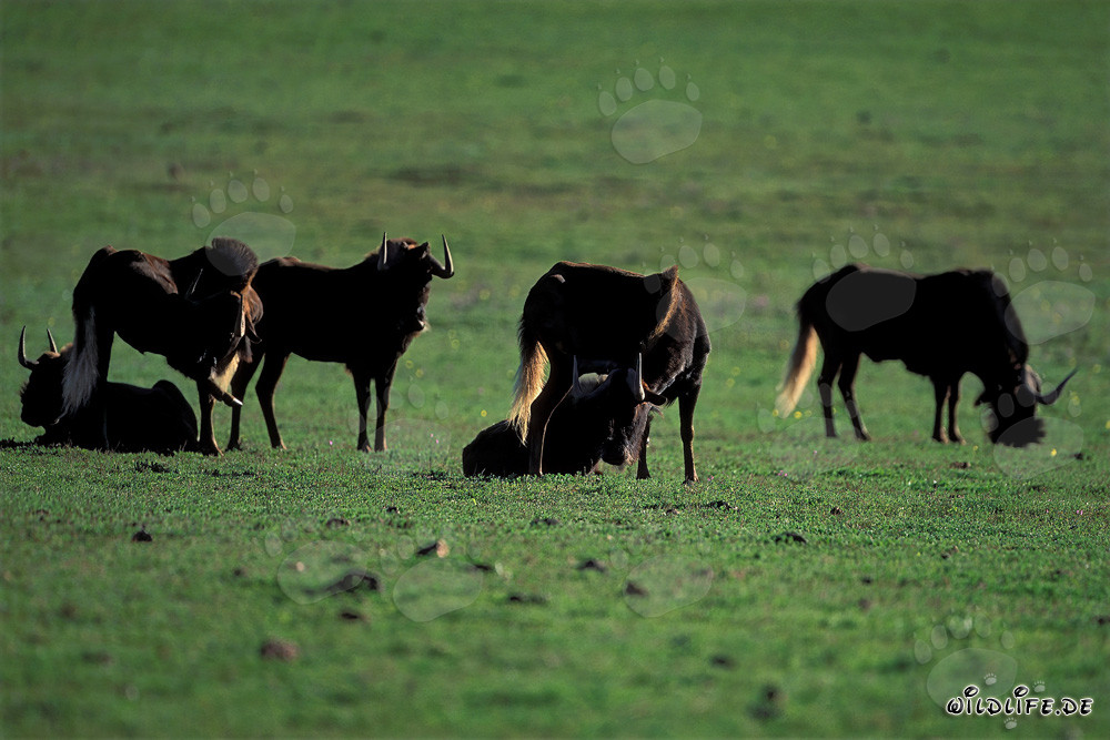 Escena idílica: Ñus pastando (Connochaetes taurinus)