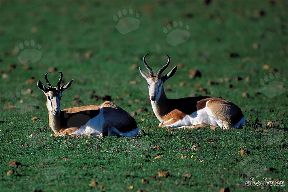 Resting Springboks (Antidorcas marsupialis) at Garden Route Game Lodge, Western Cape, South Africa
