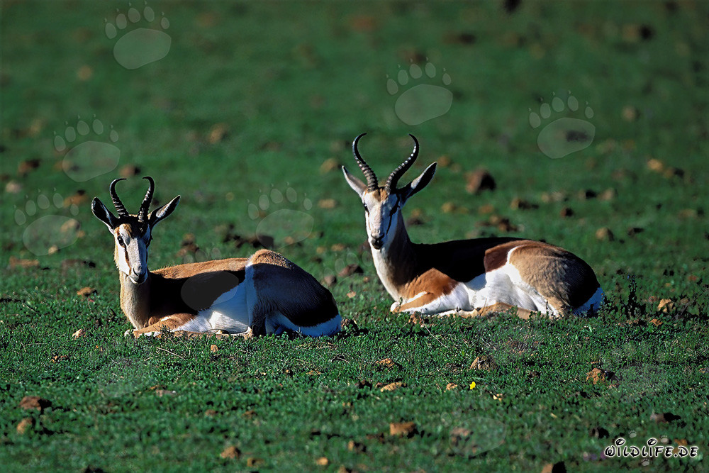 Springbok (Antidorcas marsupialis) in riposo al Garden Route Game Lodge, Western Cape, Sudafrica