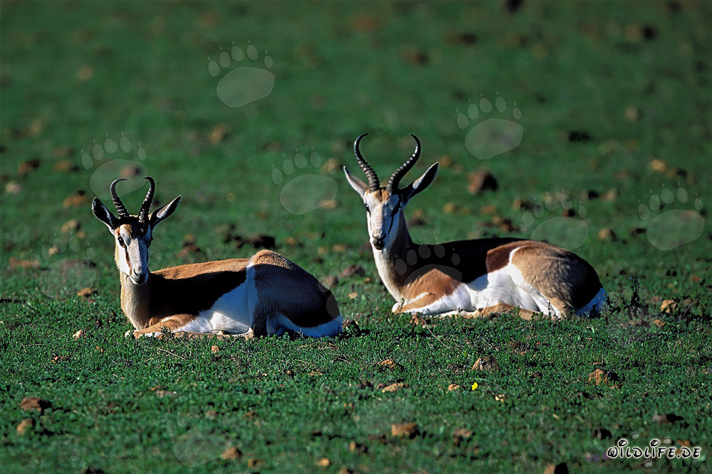 Springboks descansando (Antidorcas marsupialis) en el Garden Route Game Lodge, Western Cape, Sudáfrica