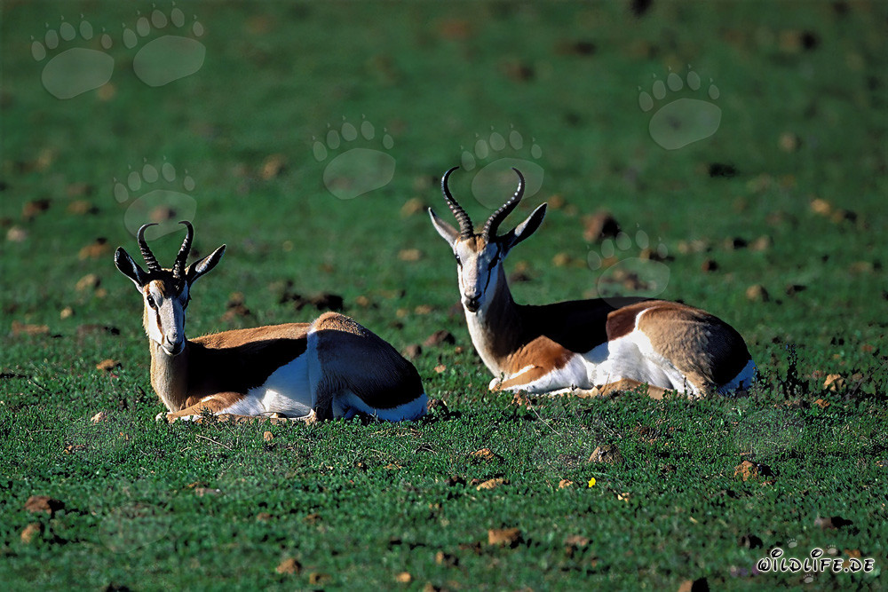 Springboks en pause (Antidorcas marsupialis) au Garden Route Game Lodge, Western Cape, Afrique du Sud