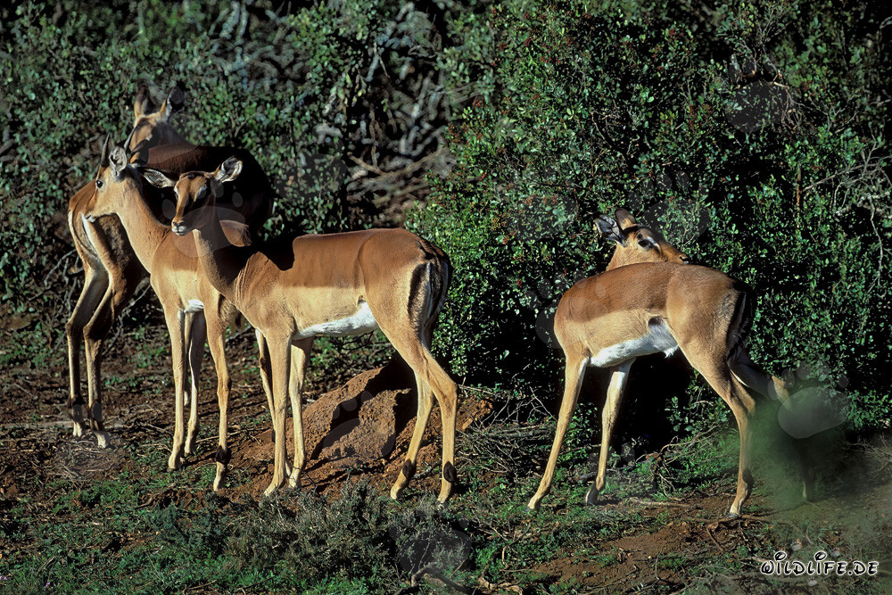 Elegantes antílopes de dorso negro en la luz dorada de la tarde