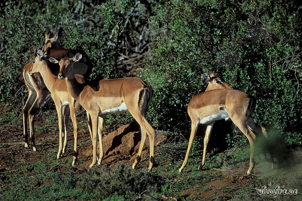 Antilopes à dos noir gracieuses dans la lumière dorée de l'après-midi