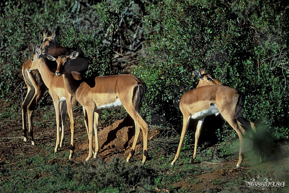 Graceful impalas in the golden afternoon light