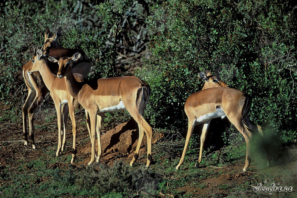 Eleganti impalas con dorso nero nella luce dorata del pomeriggio