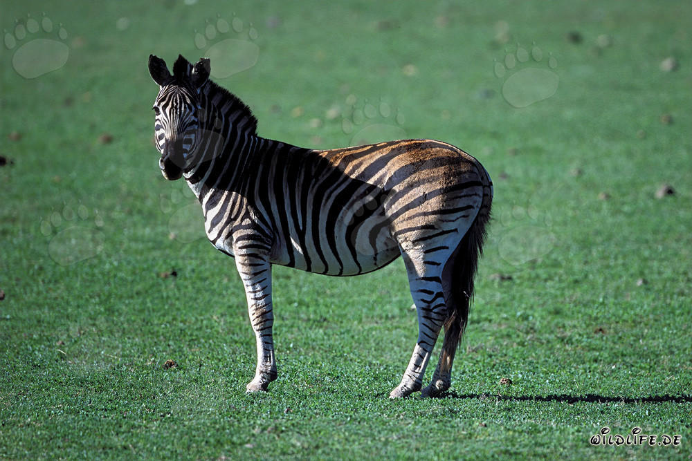Cebra (Equus quagga) en un prado verde en la Garden Route Game Lodge, Sudáfrica