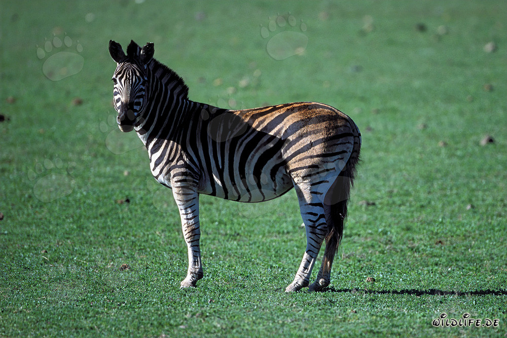 Zebra