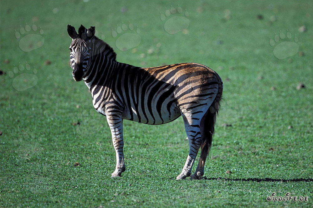 Zebra (Equus quagga) standing on green meadow at Garden Route Game Lodge, South Africa