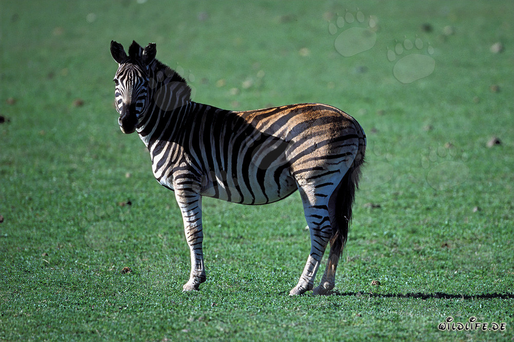Zebra (Equus quagga) su un prato verde alla Garden Route Game Lodge, Sudafrica