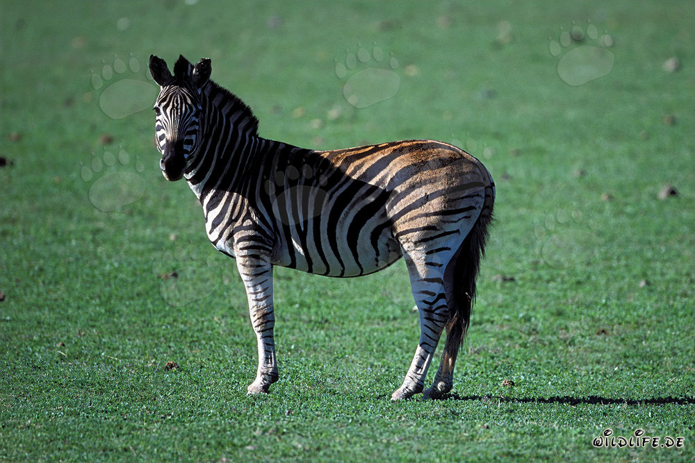 Zèbre (Equus quagga) sur un pré vert à la Garden Route Game Lodge, Afrique du Sud