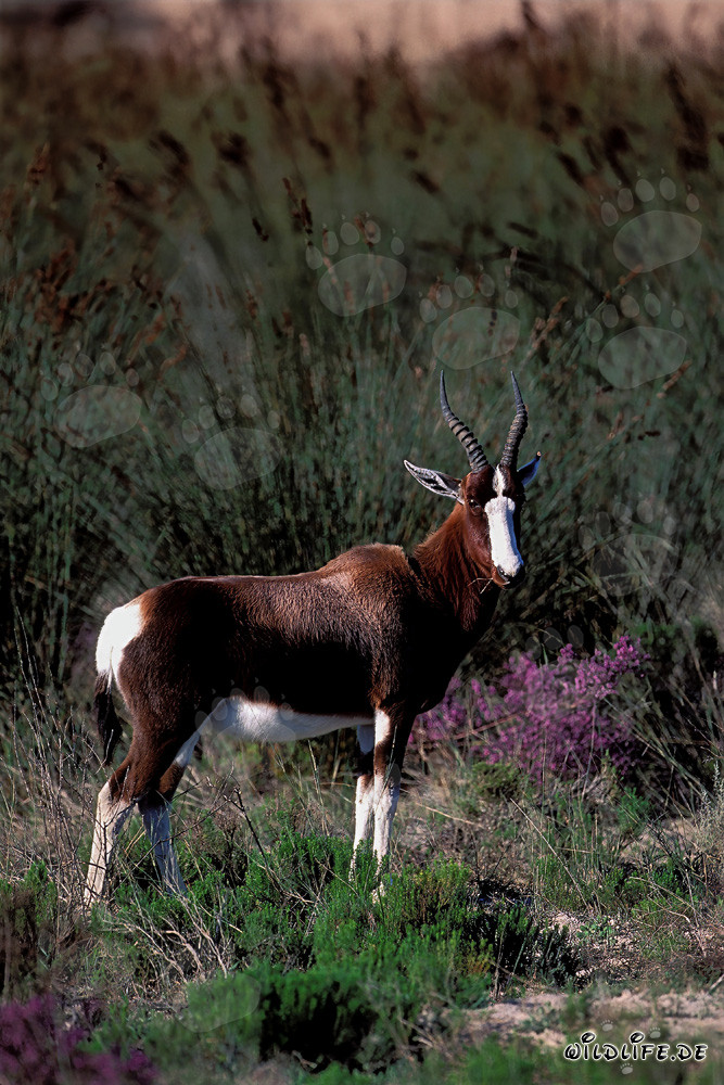 Blesbok rare dans la nature sauvage du parc national de Bontebok