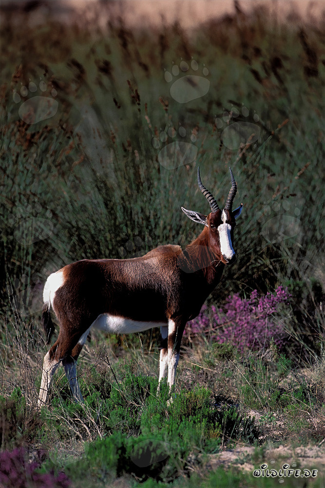 Raro blesbok nella natura del Parco Nazionale di Bontebok