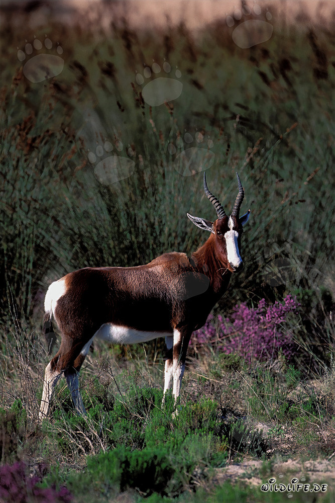 Rare pied buck in the wilderness of Bontebok National Park