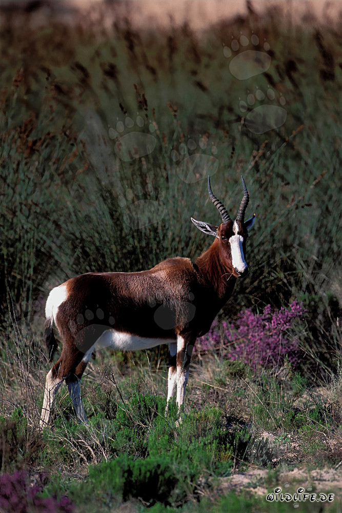 Seltener Buntbock in der Wildnis des Bontebok Nationalparks