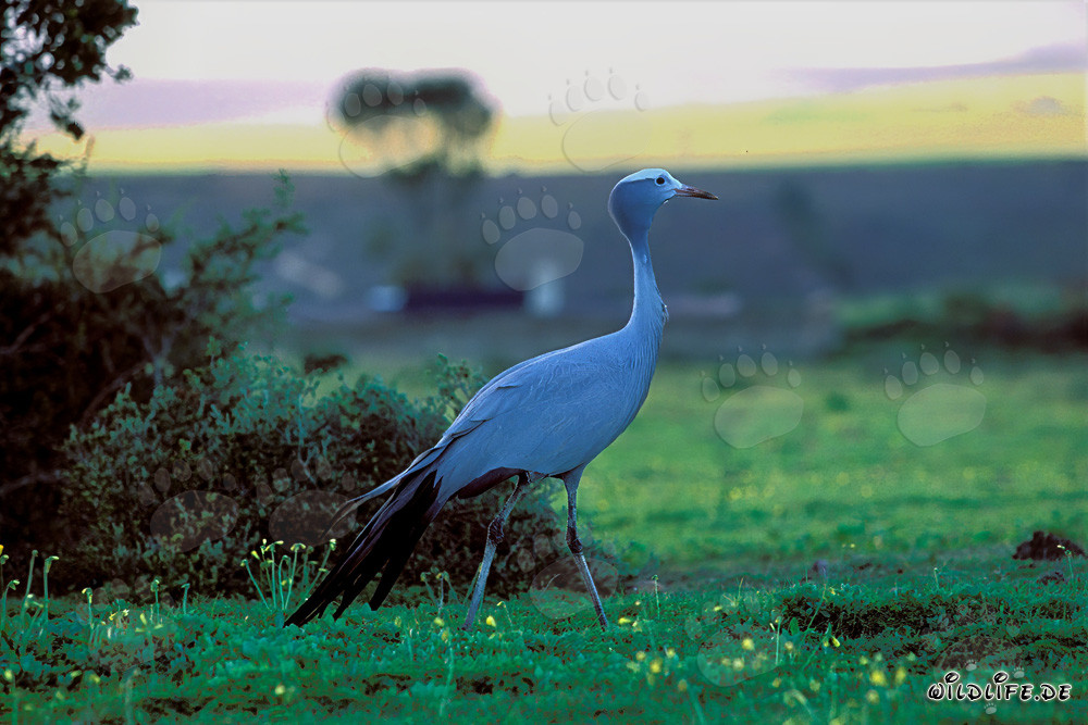 Grulla del paraíso majestuosa en la luz dorada de la tarde