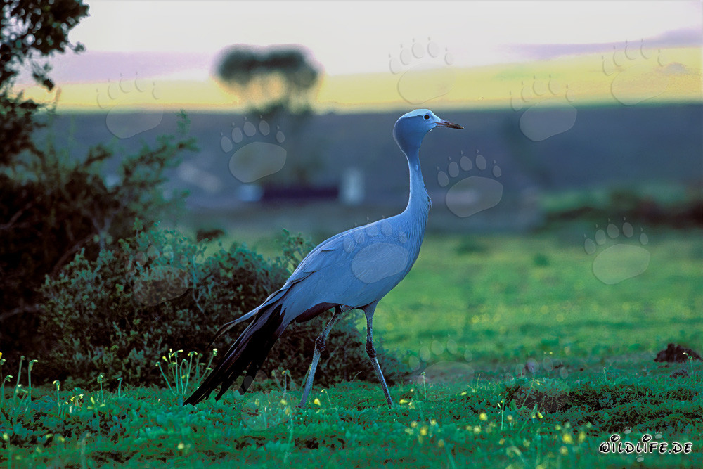 Majestic Blue Crane in the Golden Evening Light