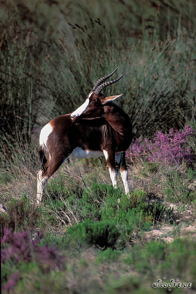 Rare bontebok in the majestic landscape of the South African bush