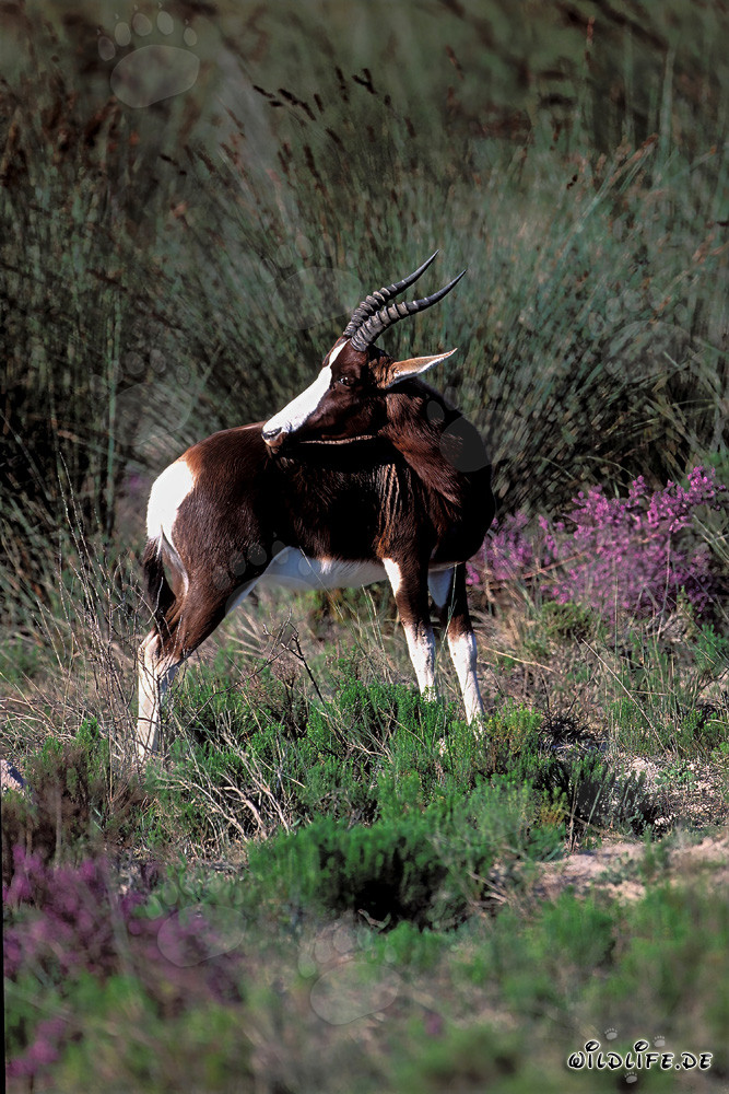 Rarissime Bontebok dans le paysage majestueux de la brousse sud-africaine