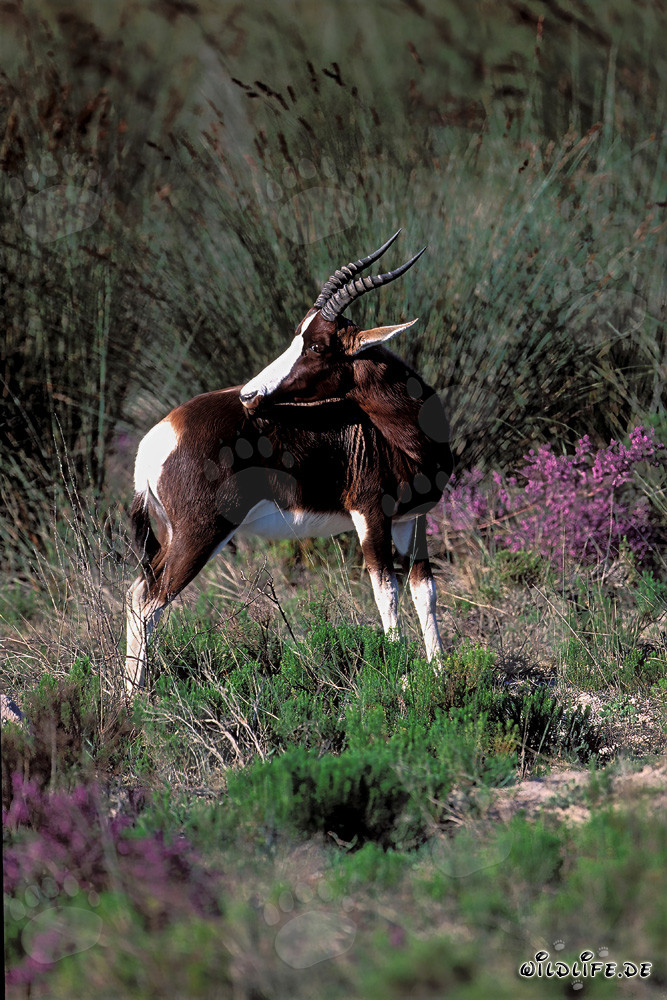 Raro Bontebok nella maestosa campagna sudafricana