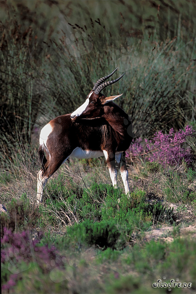Raro Bontebok en el majestuoso paisaje de la sabana sudafricana
