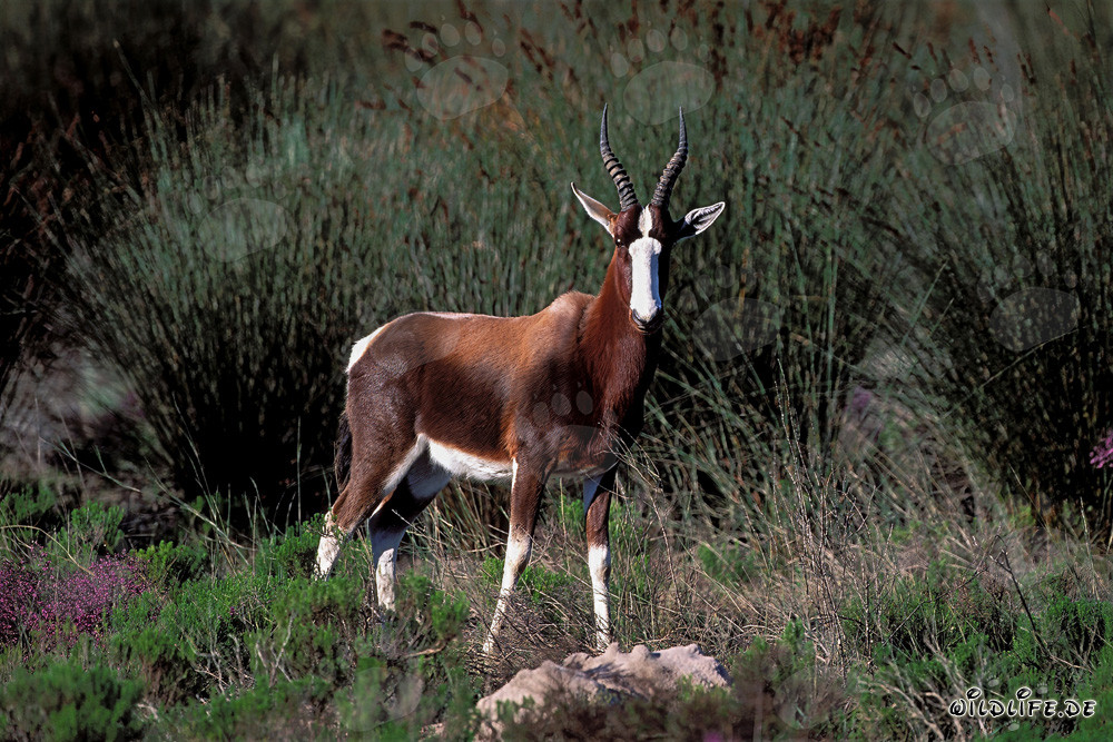 Bunter Bock im Gestrüpp