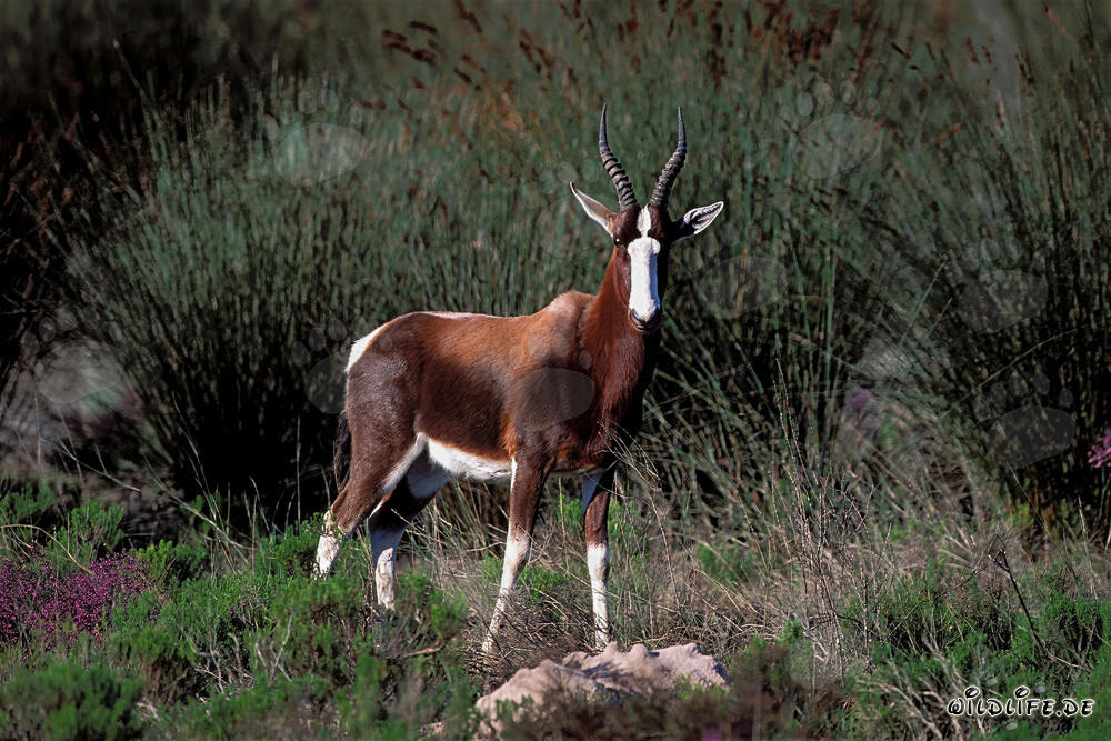 Colorful Bontebok in the Undergrowth