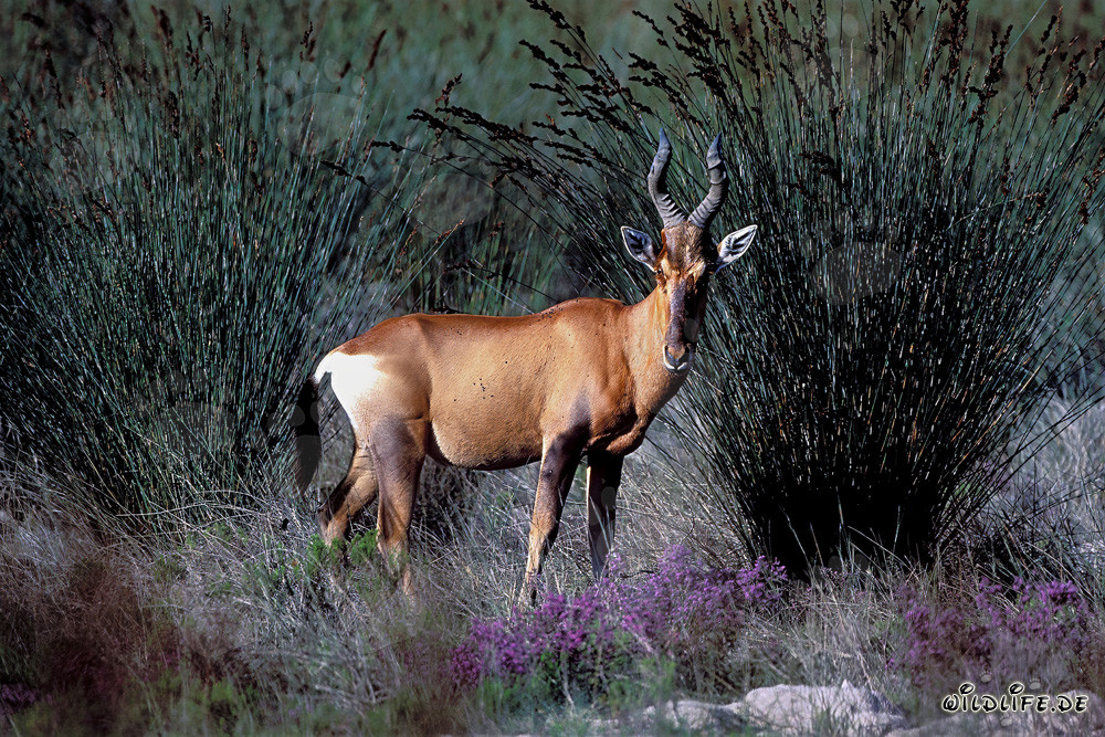 Il maestoso bontebok nel suo ambiente naturale