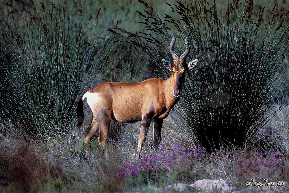 Le majestueux bubale dans son environnement naturel