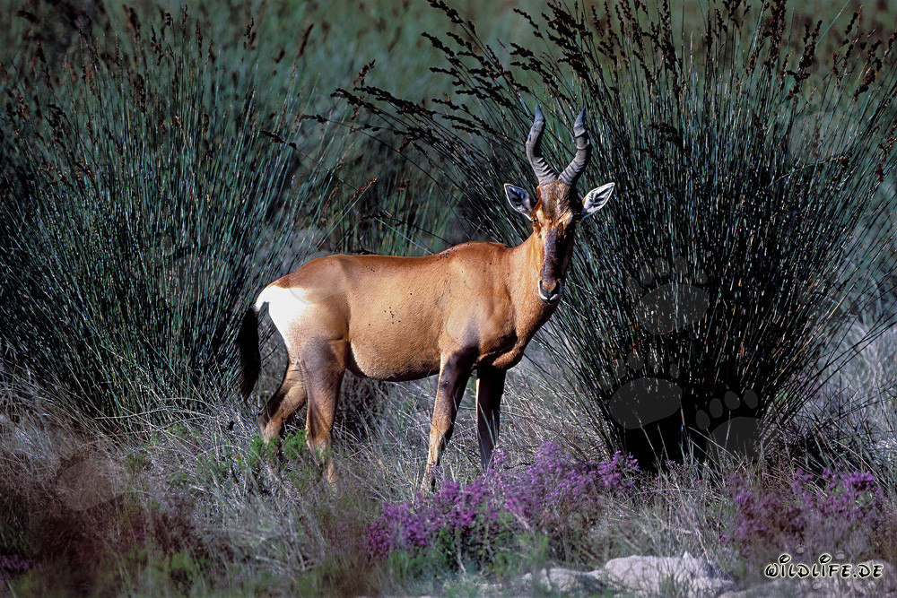 The majestic Pied Buck in its natural habitat