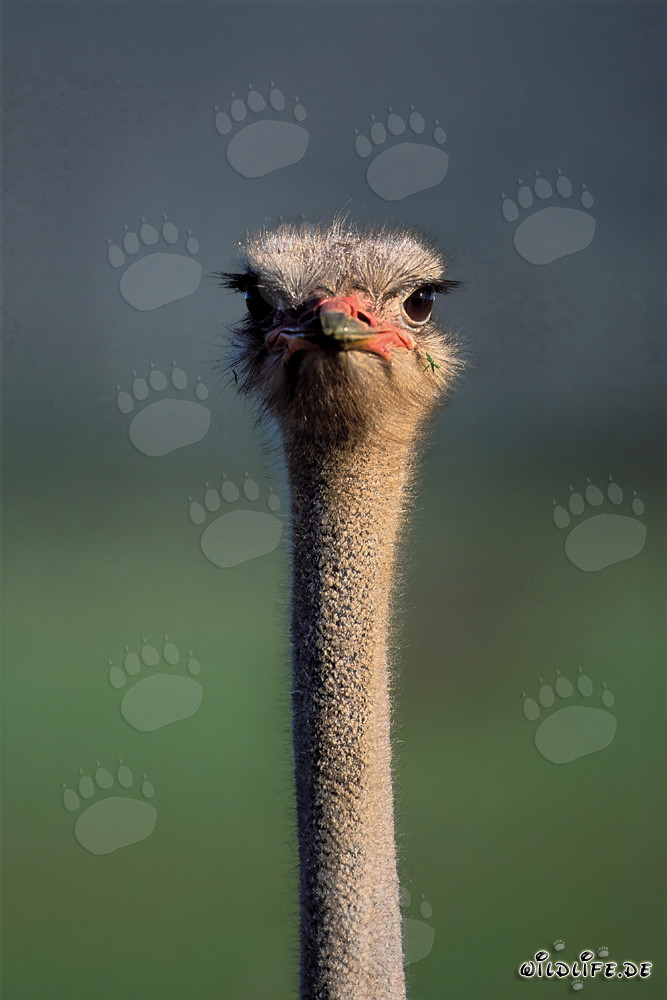 Portrait of an African Ostrich