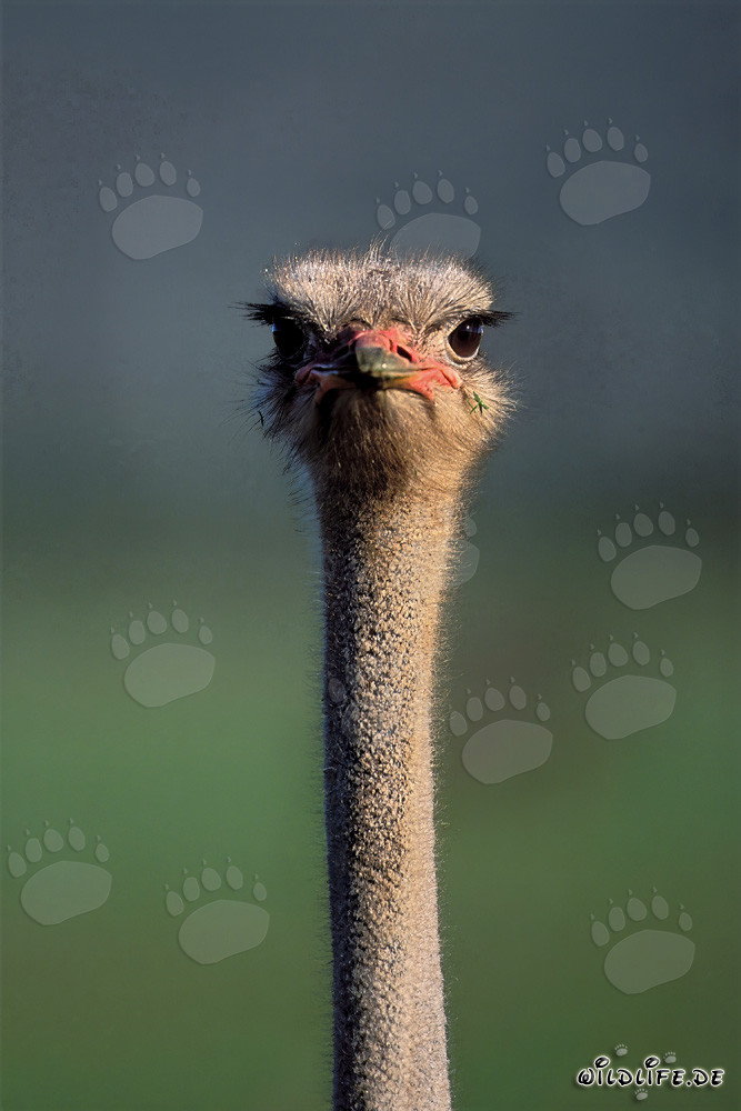 Retrato de un avestruz africano