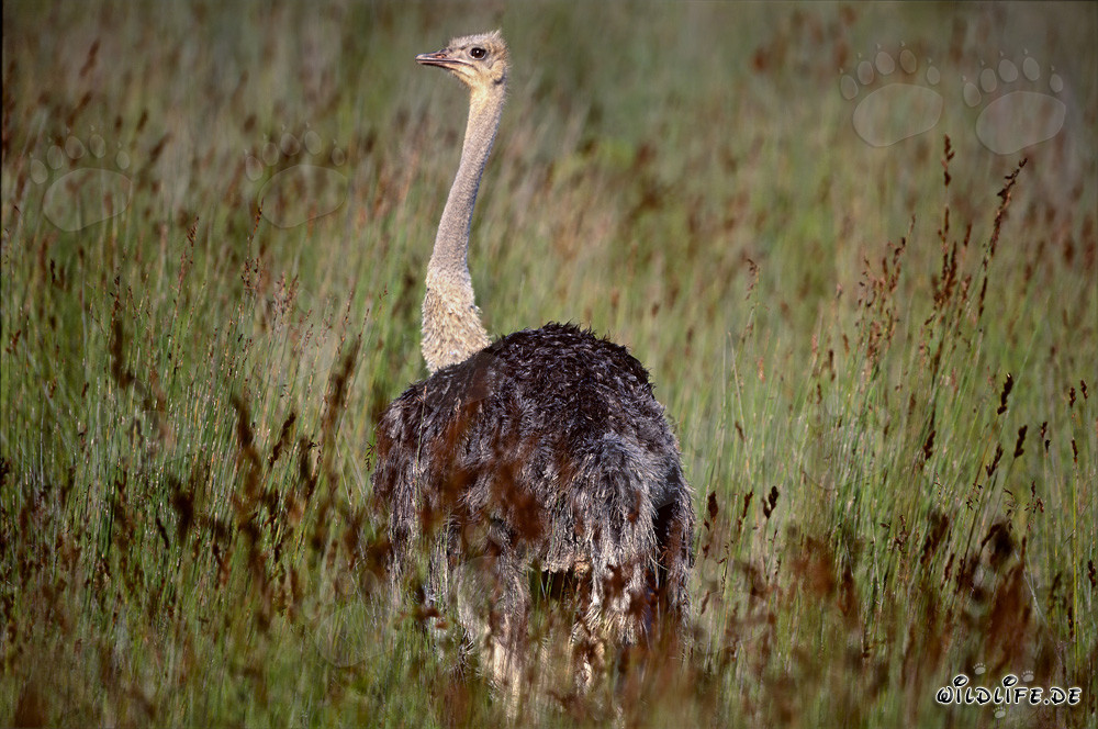 Imposanter Strauß im Addo Elephant Nationalpark