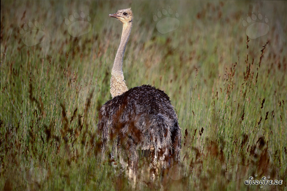 Impressive Ostrich in Addo Elephant National Park