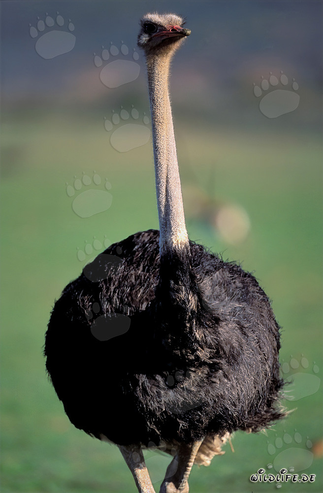 Impressive portrait of an African ostrich (Struthio camelus australis)