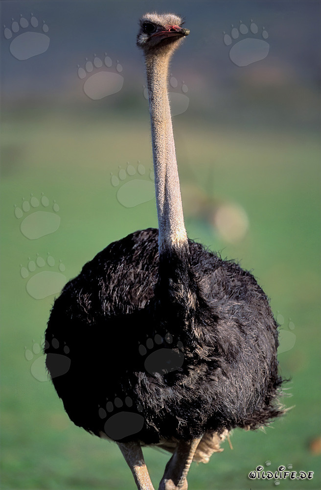 Imposantes Porträt eines afrikanischen Straußes (Struthio camelus australis)