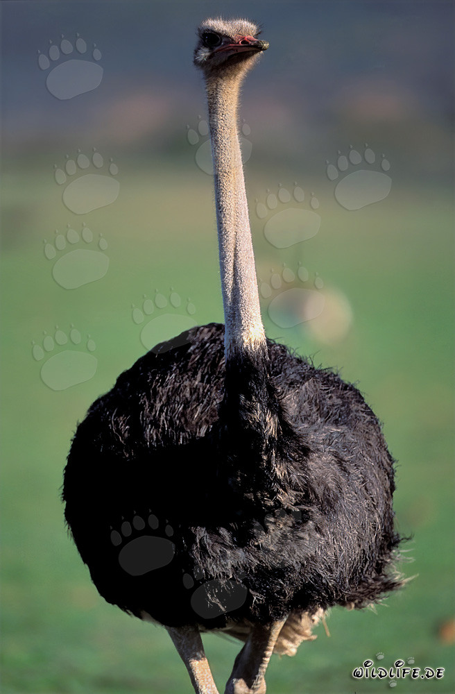 Portrait impressionnant d'une autruche africaine (Struthio camelus australis)