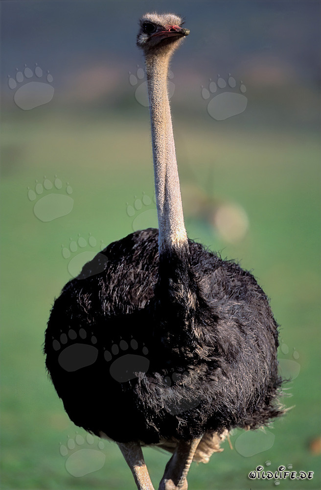 Retrato impresionante de un avestruz africano (Struthio camelus australis)