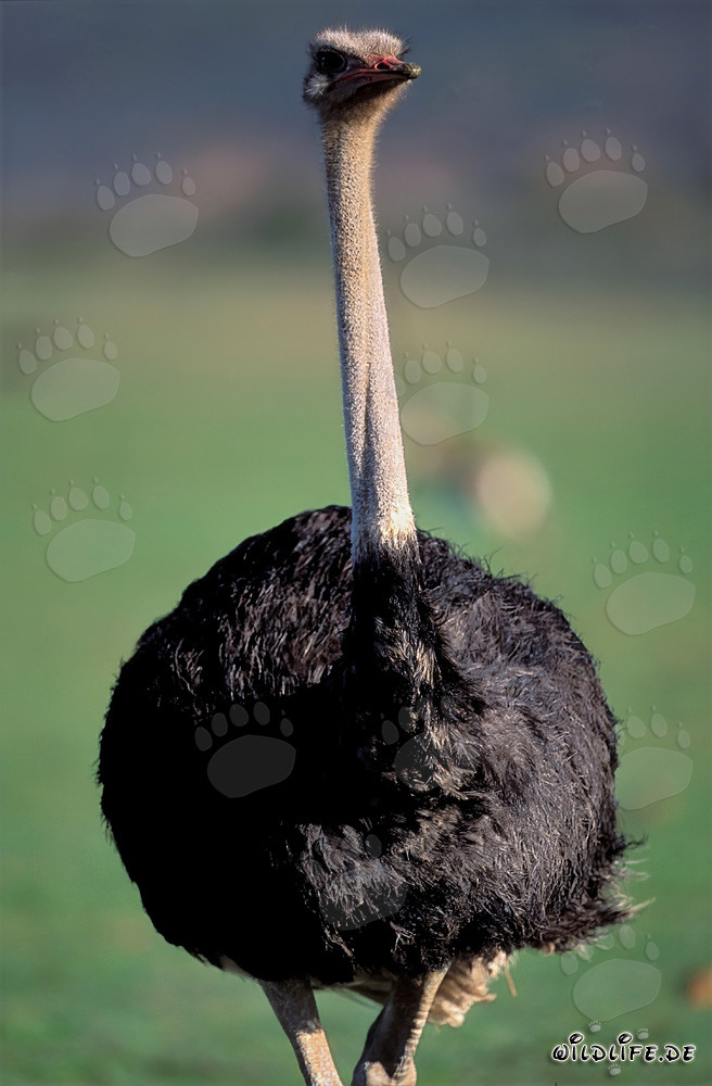 Ritratto impressionante di uno struzzo africano (Struthio camelus australis)