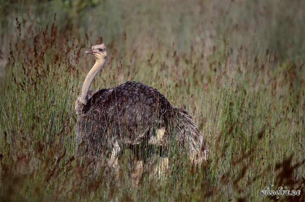 Majestic African Ostrich in the Wilderness of the Eastern Cape