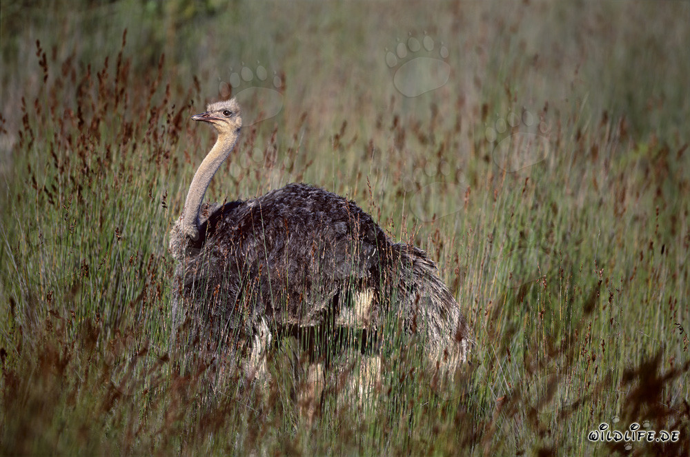Autruche africaine majestueuse dans la nature sauvage de l'Eastern Cape