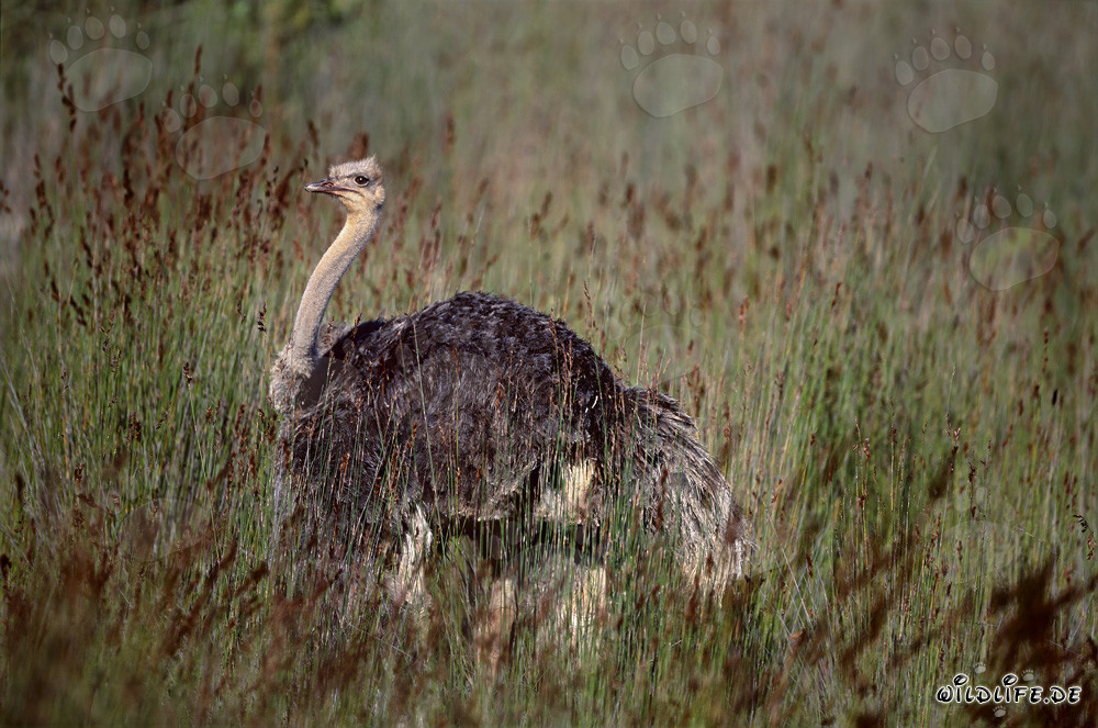 Avestruz africana majestuosa en la naturaleza salvaje del Eastern Cape